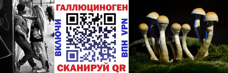 Галлюциногенные грибы Psilocybe  Райчихинск 